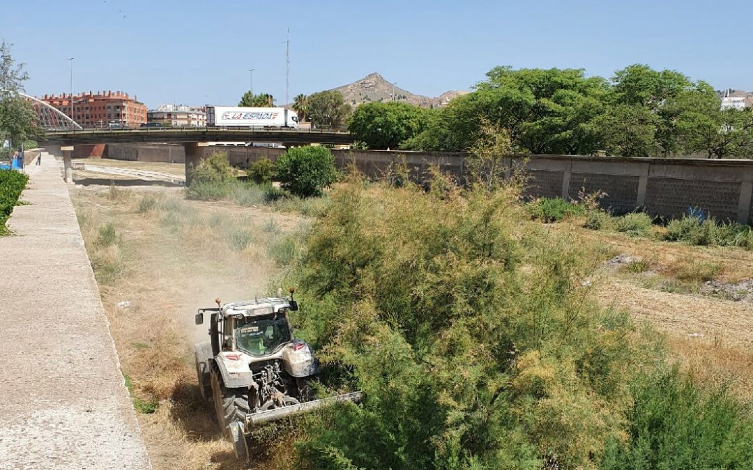 El Ayuntamiento de Lorca inicia los trabajos de desbroce del Río Guadalentín en el casco urbano