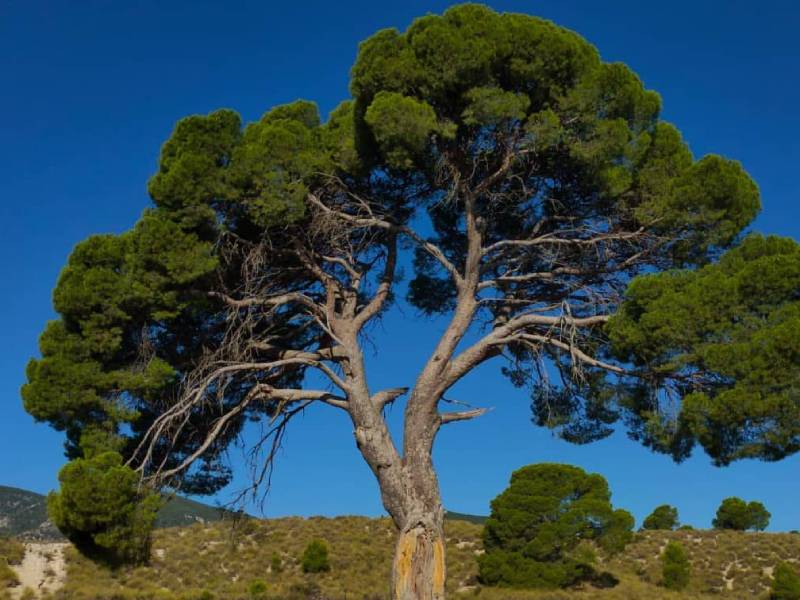 El Ayuntamiento de Lorca lleva a cabo la actualización del catálogo de árboles con la revisión de 44 ejemplares monumentales y otros 73 singulares