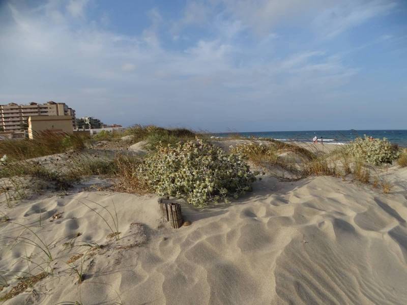 ANSE recuerda que no toda la Naturaleza está perdida en La Manga