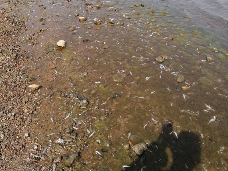 La Asociación SOS Mar Menor denuncia un nuevo episodio de anoxia en el Mar Menor.