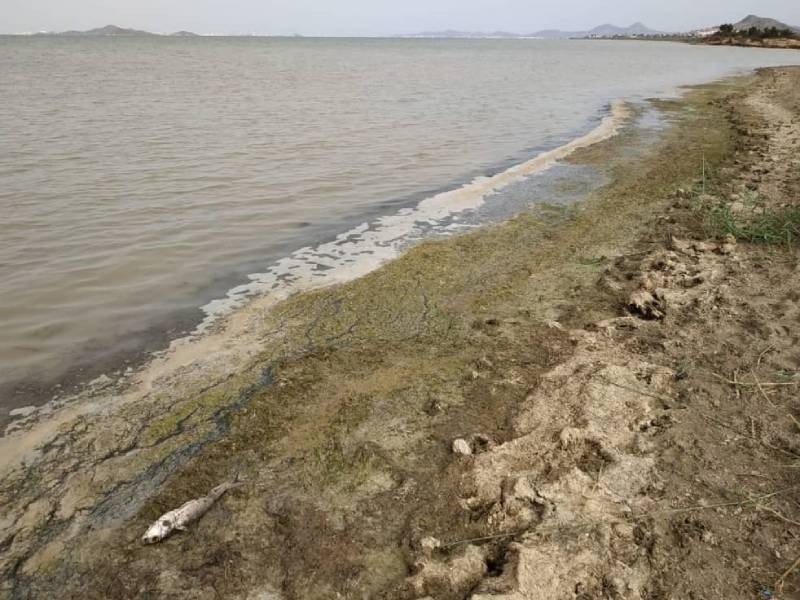 El PSRM exige que el Gobierno de López Miras tome medidas inmediatas frente a los vertidos de nitratos que están destruyendo el Mar Menor