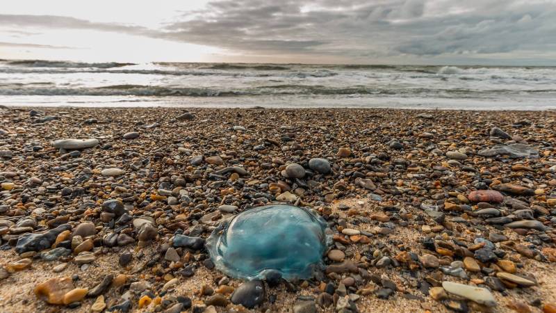 Salud recuerda que la picadura de medusa solo es grave en casos excepcionales